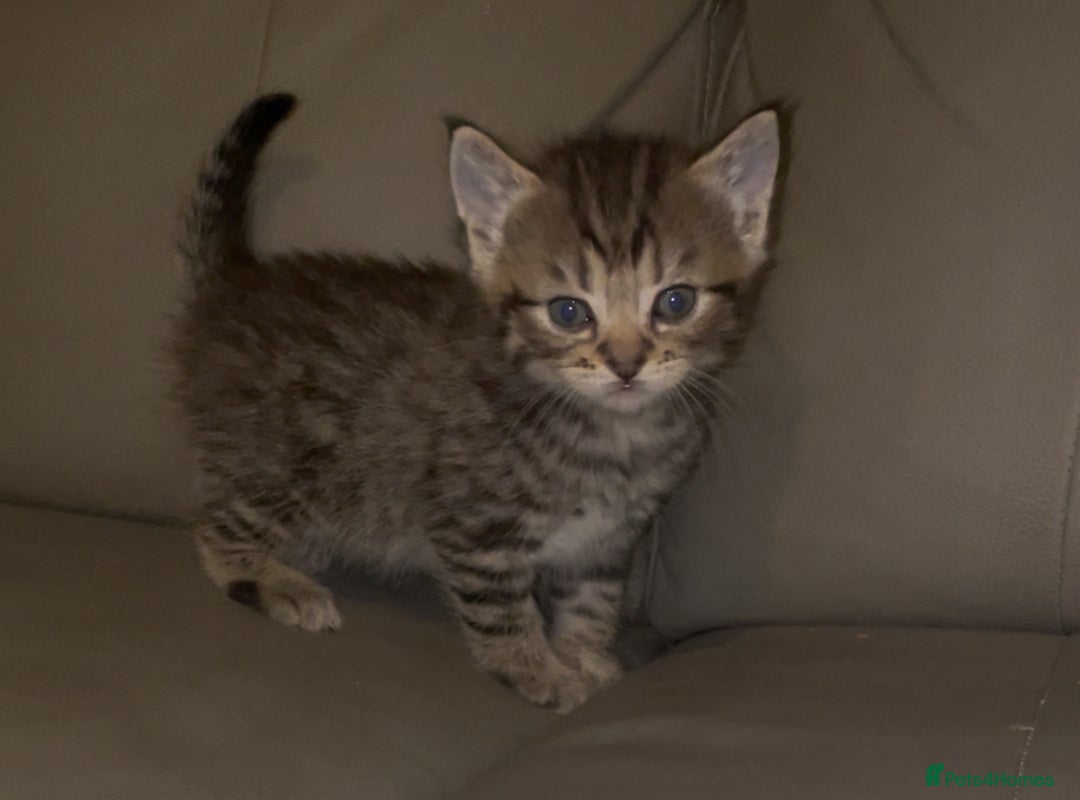 British Shorthair cats for sale: British Short Hair X - Image 1