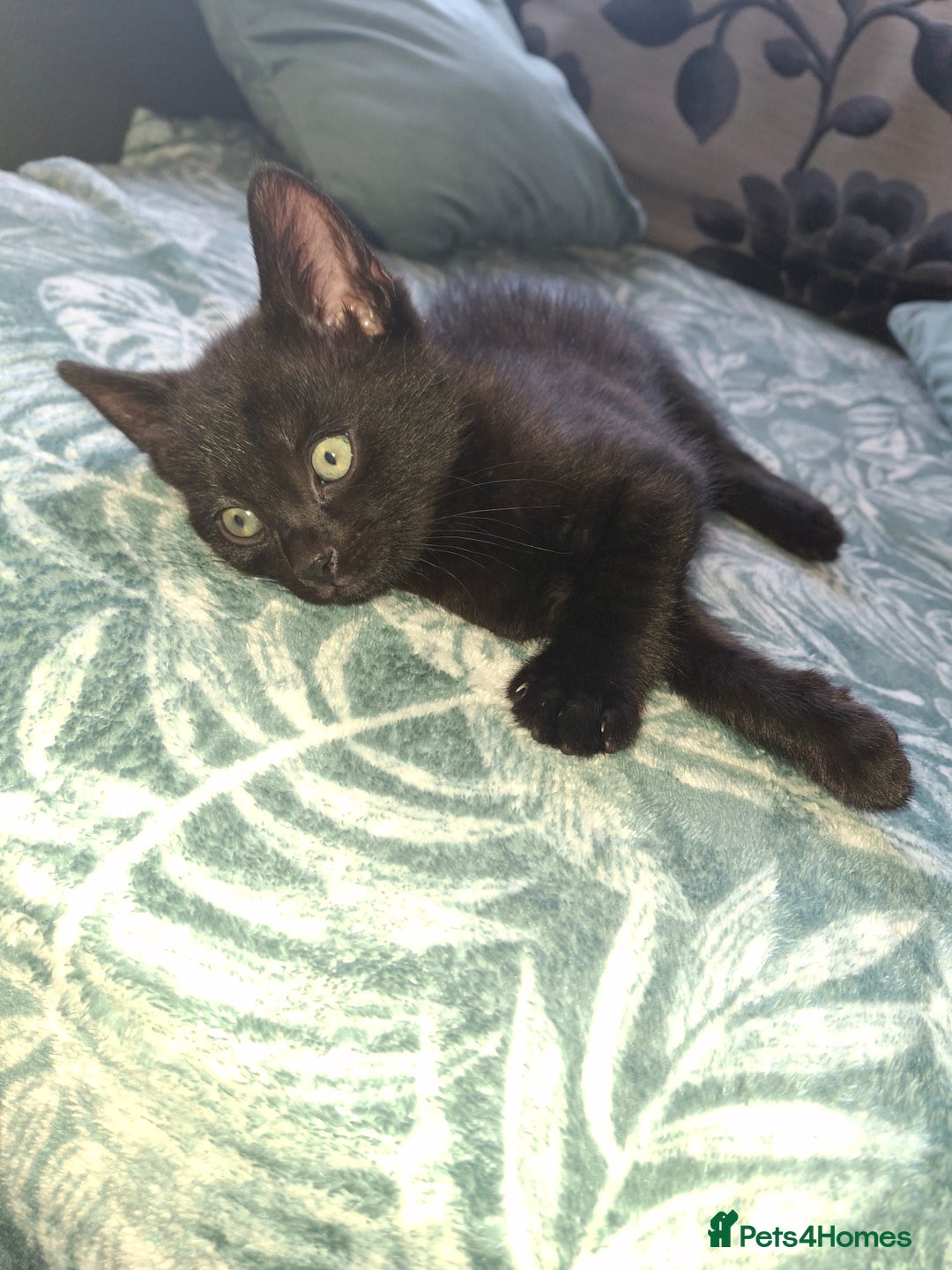 Mixed Breed cats for sale: Ragdoll cross kittens in Shrewsbury - Image 8