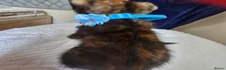 Mixed Breed cats for sale: 3  kittens😸  ready to go in Wisbech - Advert 17