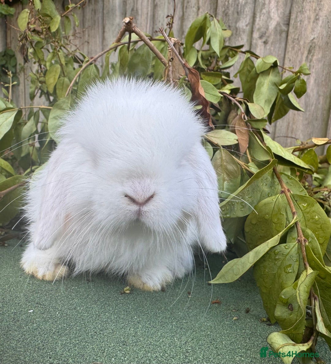 Mini Lop rabbits for sale: PUREBRED MINI LOP & MINI REX BABIES - Image 5