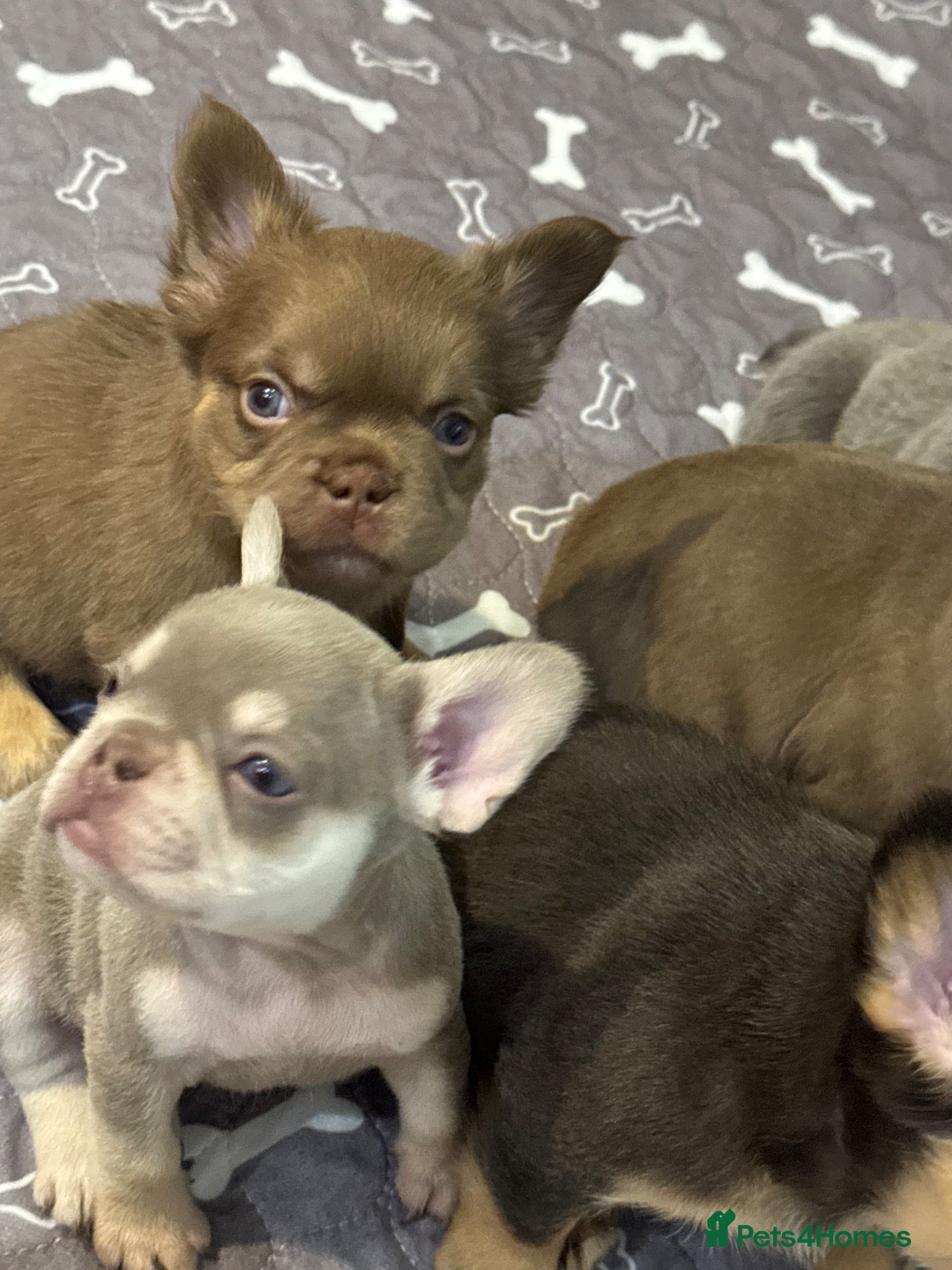 French Bulldog dogs for sale: Stunning French Bulldog puppies  - Advert 2