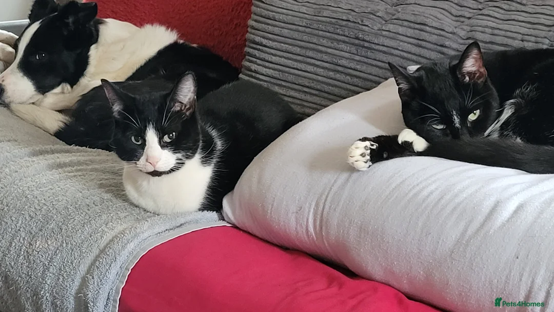 Domestic Shorthair cats for sale: 4 spayed female indoor only cats  - Advert 2