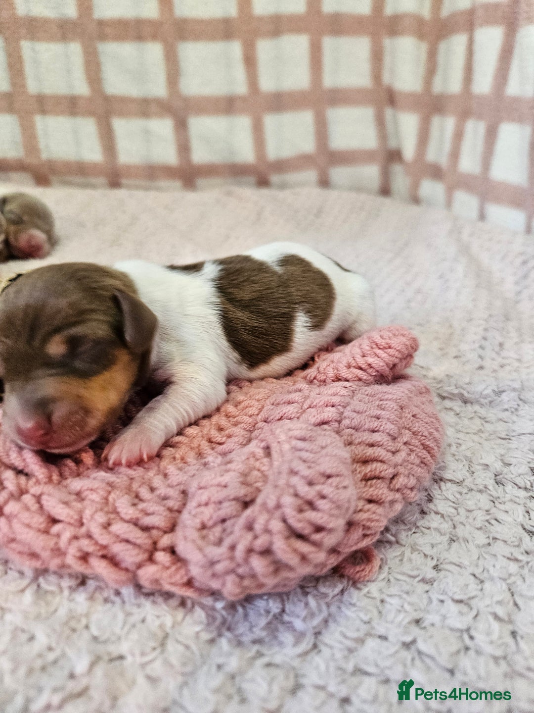 Miniature Dachshund dogs for sale: Stunning KC miniaturedachshunds KC - Advert 26
