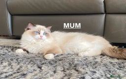 Ragdoll cats for sale: Attention🎈Rare Kitten  - Image 28