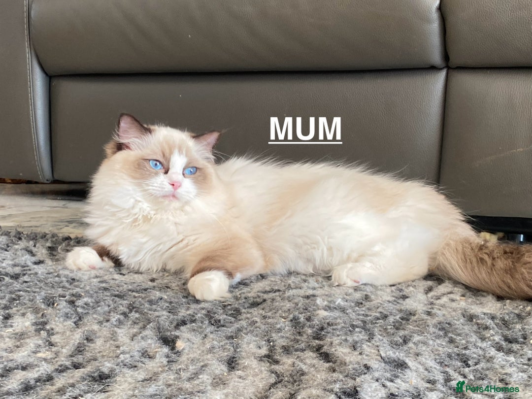 Ragdoll cats for sale: Attention🎈Rare Kitten  - Image 28