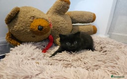 British Shorthair cats for sale: 4 lovely kittens - Image 18