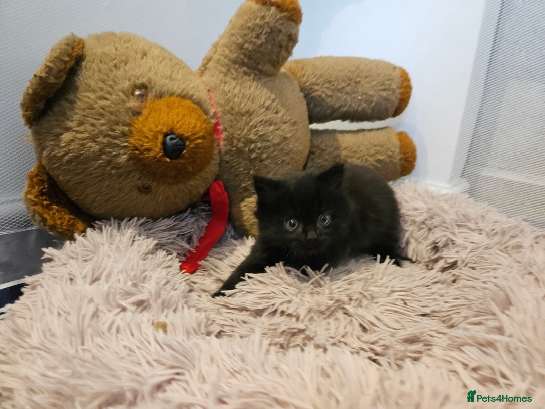 British Shorthair cats for sale: 4 lovely kittens - Image 18
