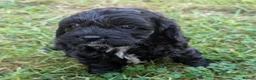 Cockapoo dogs for sale: Licensed breeder, health tested F1 cockapoos - Advert 28