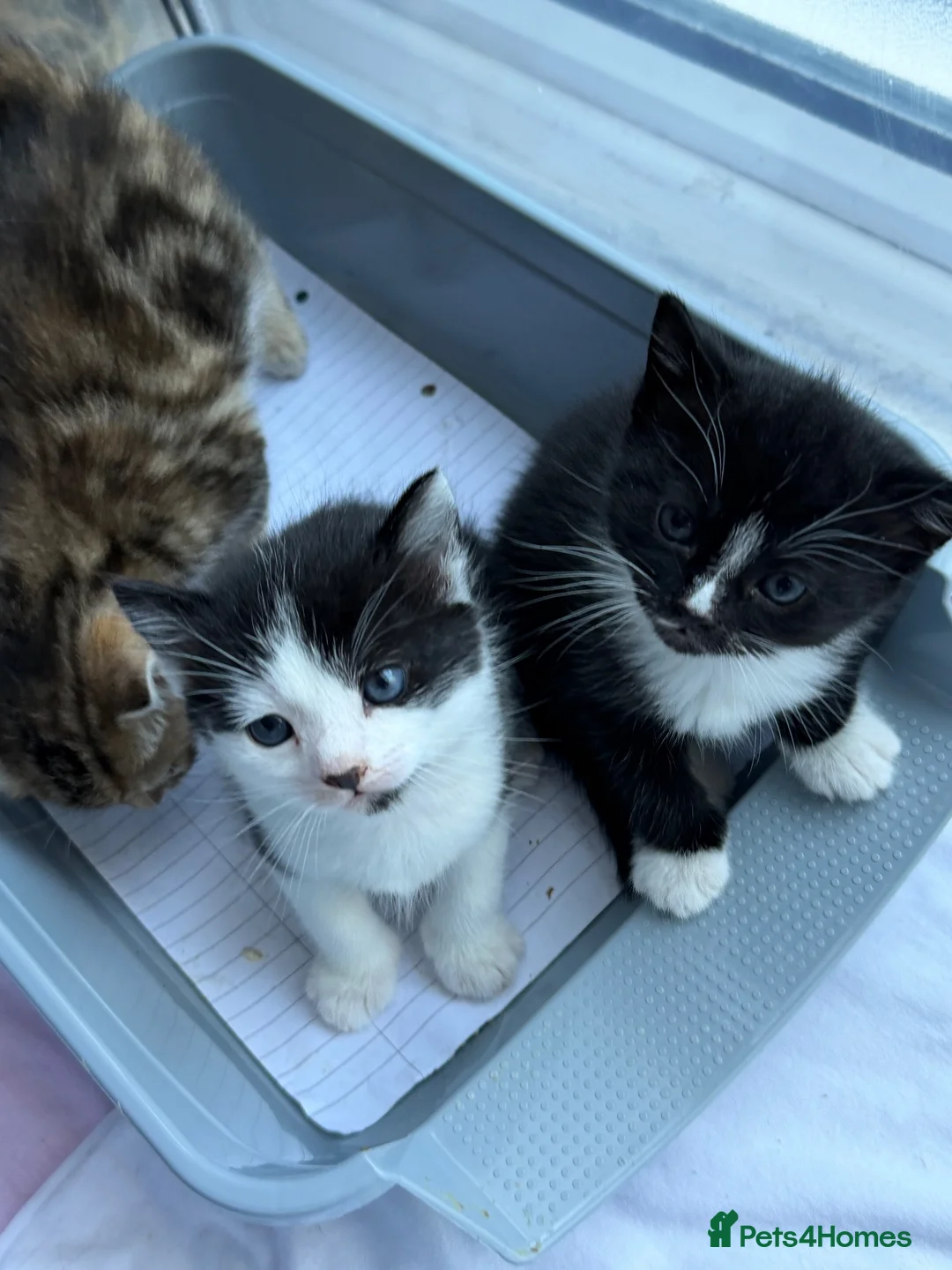 Mixed Breed cats for sale: Beautiful kittens for sale - Advert 8