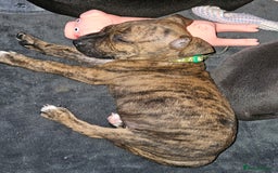 Mixed Breed dogs for sale: American Bulldog Cross Staffy puppies  - Image 5