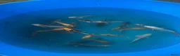 Koi Carp fish for sale: Variety of koi in Maidstone - Advert 2
