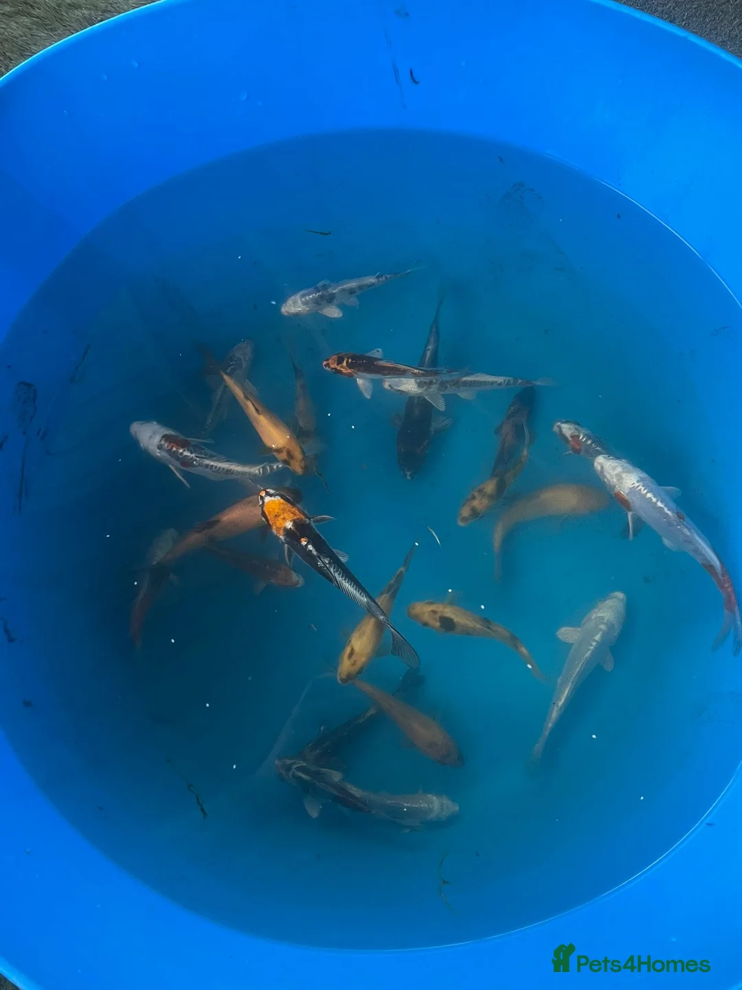 Koi Carp fish for sale: Variety of koi in Maidstone - Advert 2
