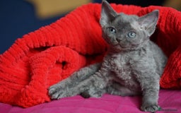 Devon Rex cats for sale: 💙 Devon Rex Female Kitten Available 💙 - Image 18