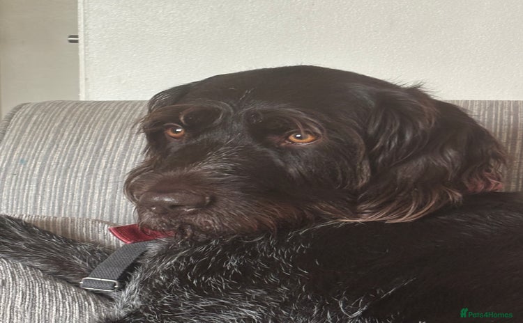 German Wirehaired Pointer dogs German Wirehaired Pointer For Sale  - Advert 1