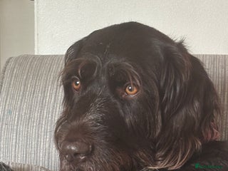 German Wirehaired Pointer dogs German Wirehaired Pointer For Sale - Advert 1