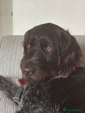 German Wirehaired Pointer dogs German Wirehaired Pointer For Sale - Advert 1