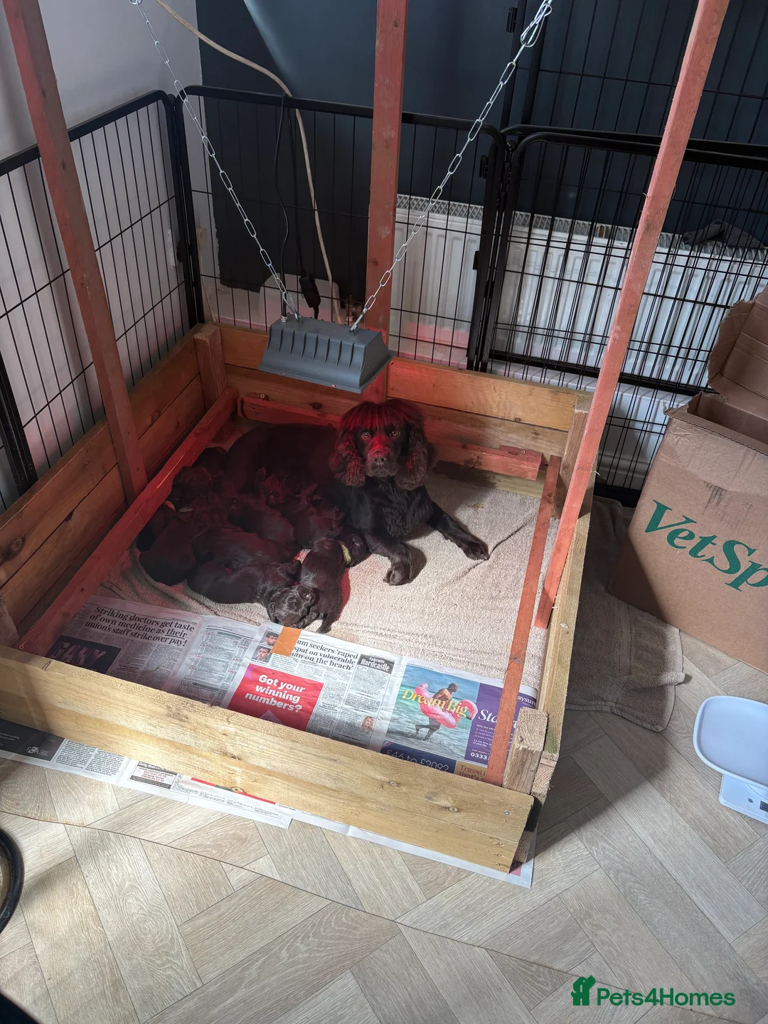 Cocker Spaniel dogs for sale: Kc registered working cocker spaniels  - Advert 2