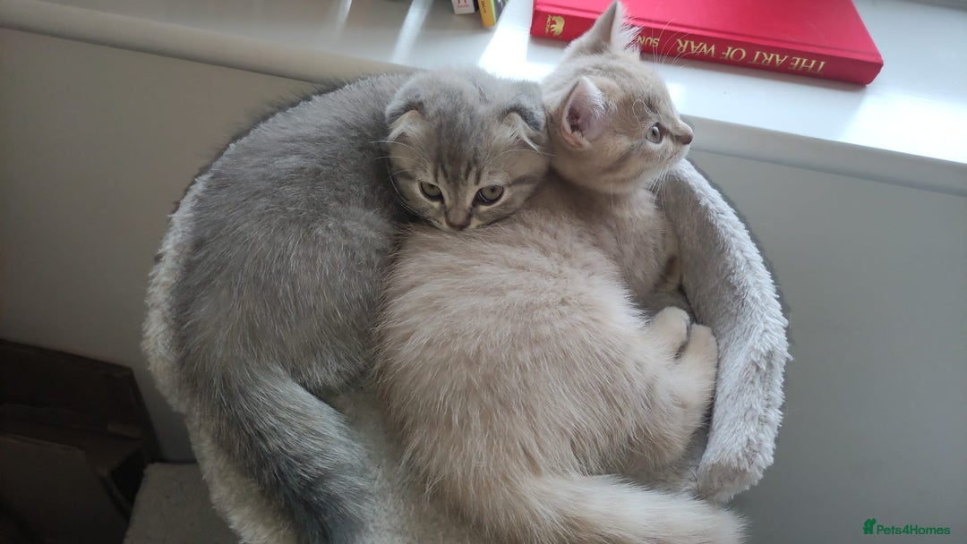 Scottish Fold cats for sale: 🐾 Adorable Scottish Kittens Seeking Loving Homes - Image 2