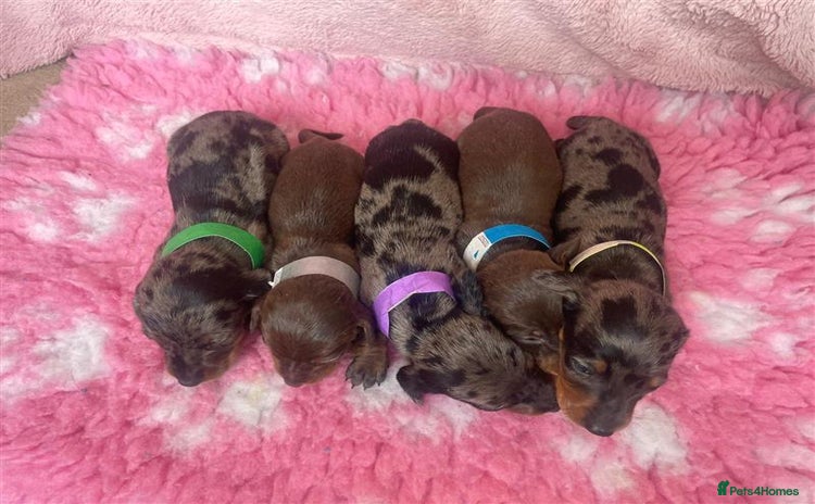 Miniature Dachshund dogs - Advert 2