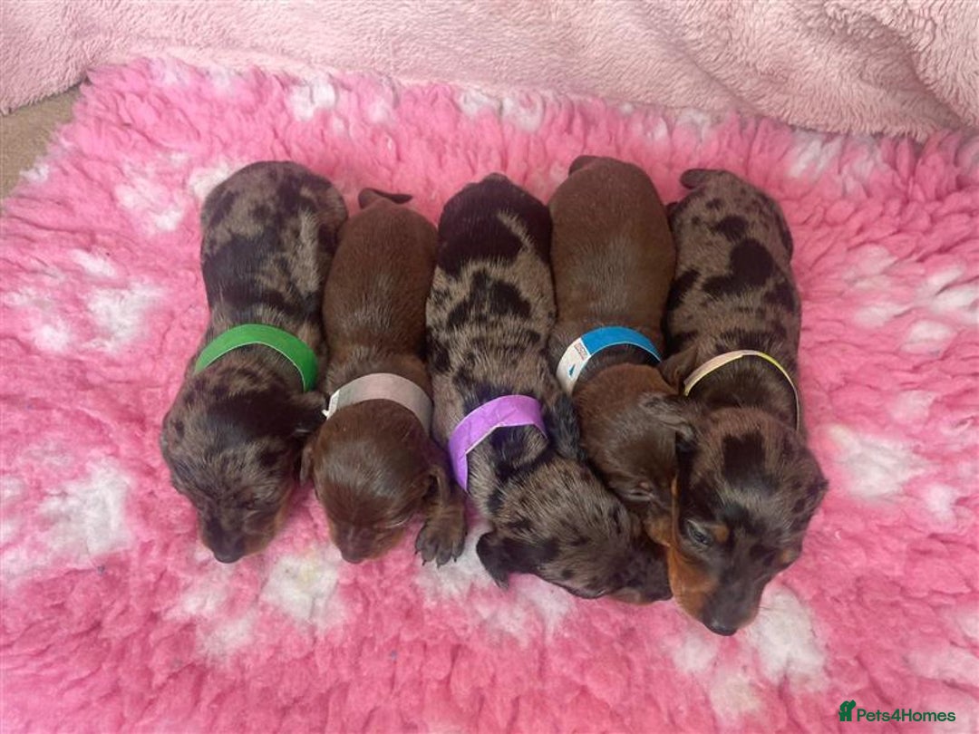 Miniature Dachshund dogs for sale: Miniature Dachshund Puppies for Sale - Image 1