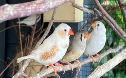 Finches birds for sale: Star finch, Bengalese, Gouldian,  zebra, Java spar - Advert 5
