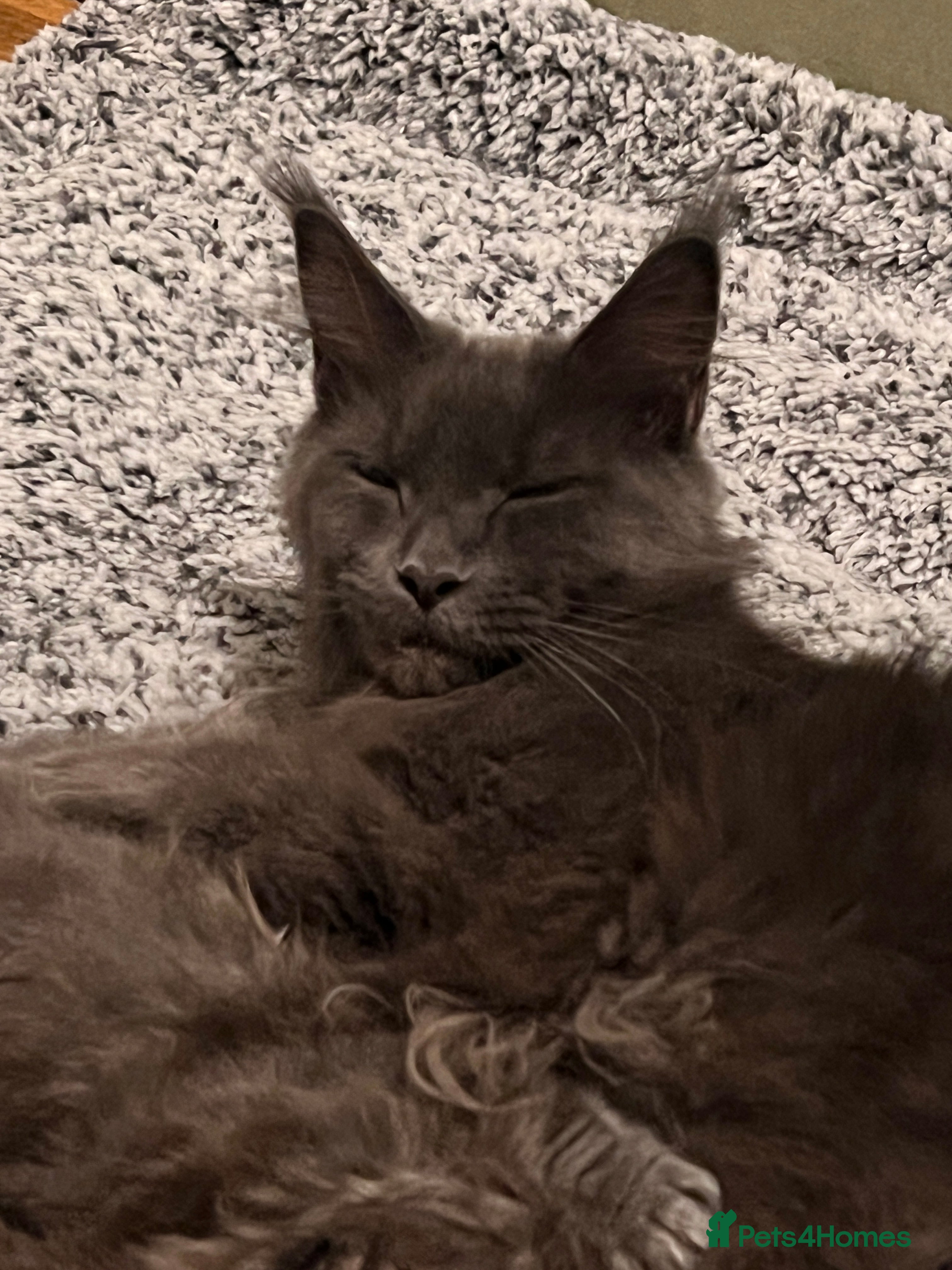 Maine Coon cats Maine coon kitten for sale - Advert 1