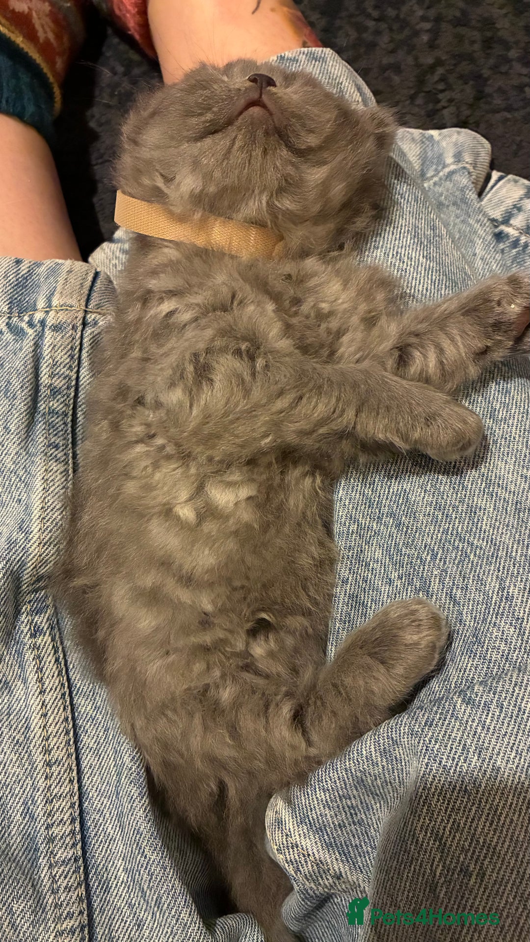 Scottish Fold cats for sale: 6 beautiful Scottish fold kittens - Advert 7