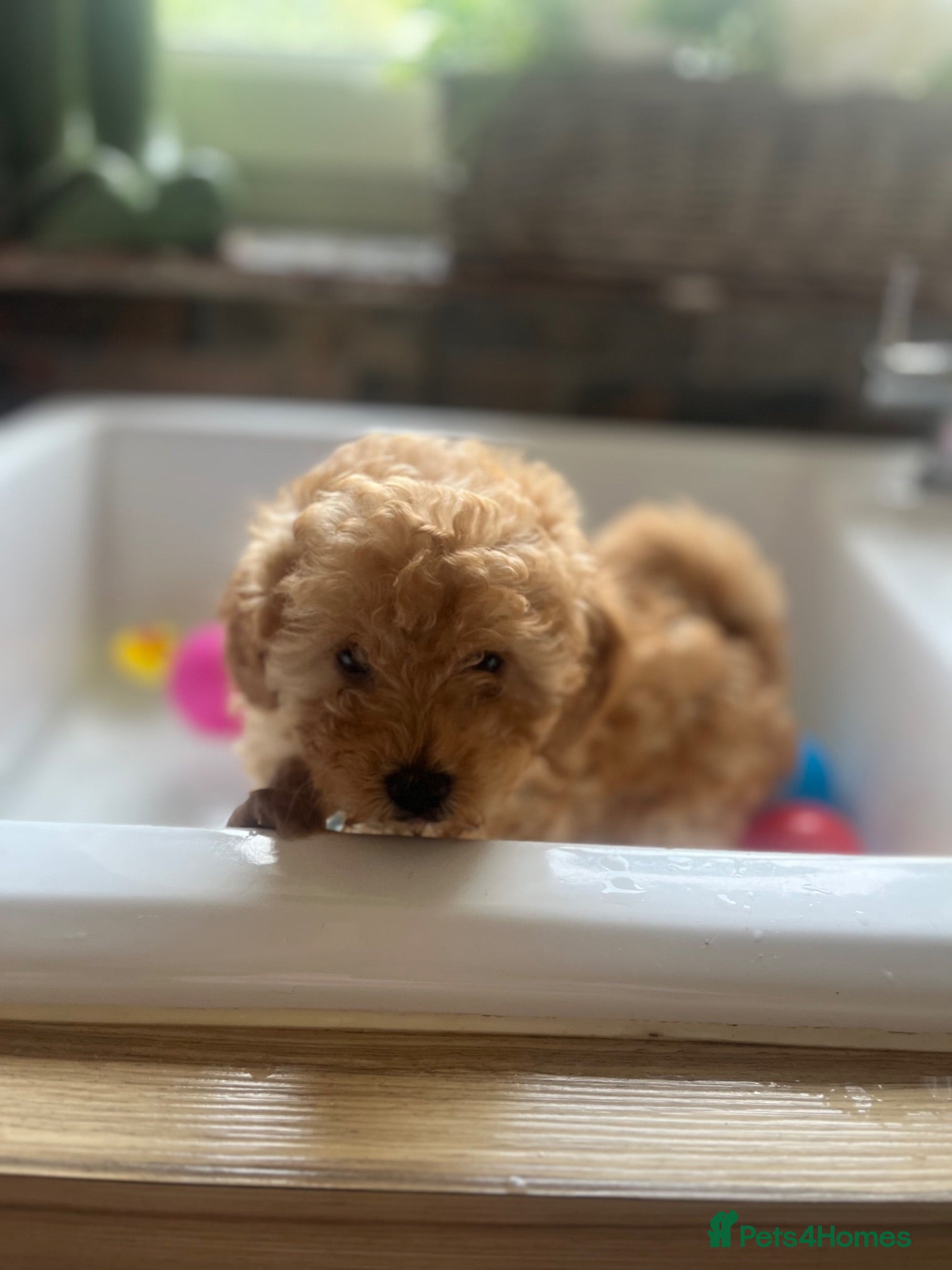 Maltipoo dogs 🧸Adorable Asian teddy face toy malti poo baby’s🧸 - Advert 1