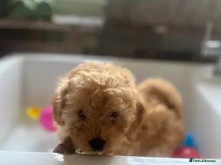 Maltipoo dogs 🧸Adorable Asian teddy face toy malti poo baby’s🧸 - Advert 1