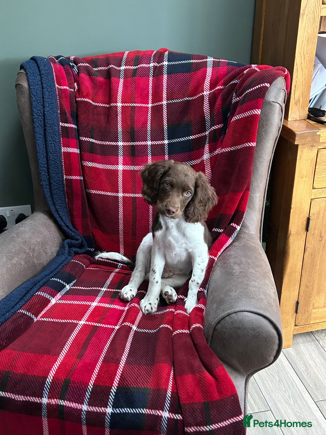 English Springer Spaniel dogs for sale: Reggie the 6 month springer spaniel  - Image 9