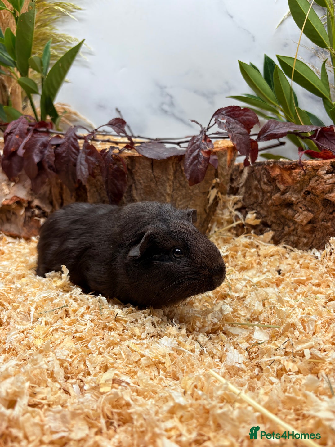 Guinea Pig rodents for sale: LOTS OF BABY GUINEA PIGS FOR SALE 🐹 - Advert 10