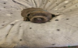 Staffordshire Bull Terrier dogs for sale: Stunning litter of Blue & Black Puppies - Advert 14