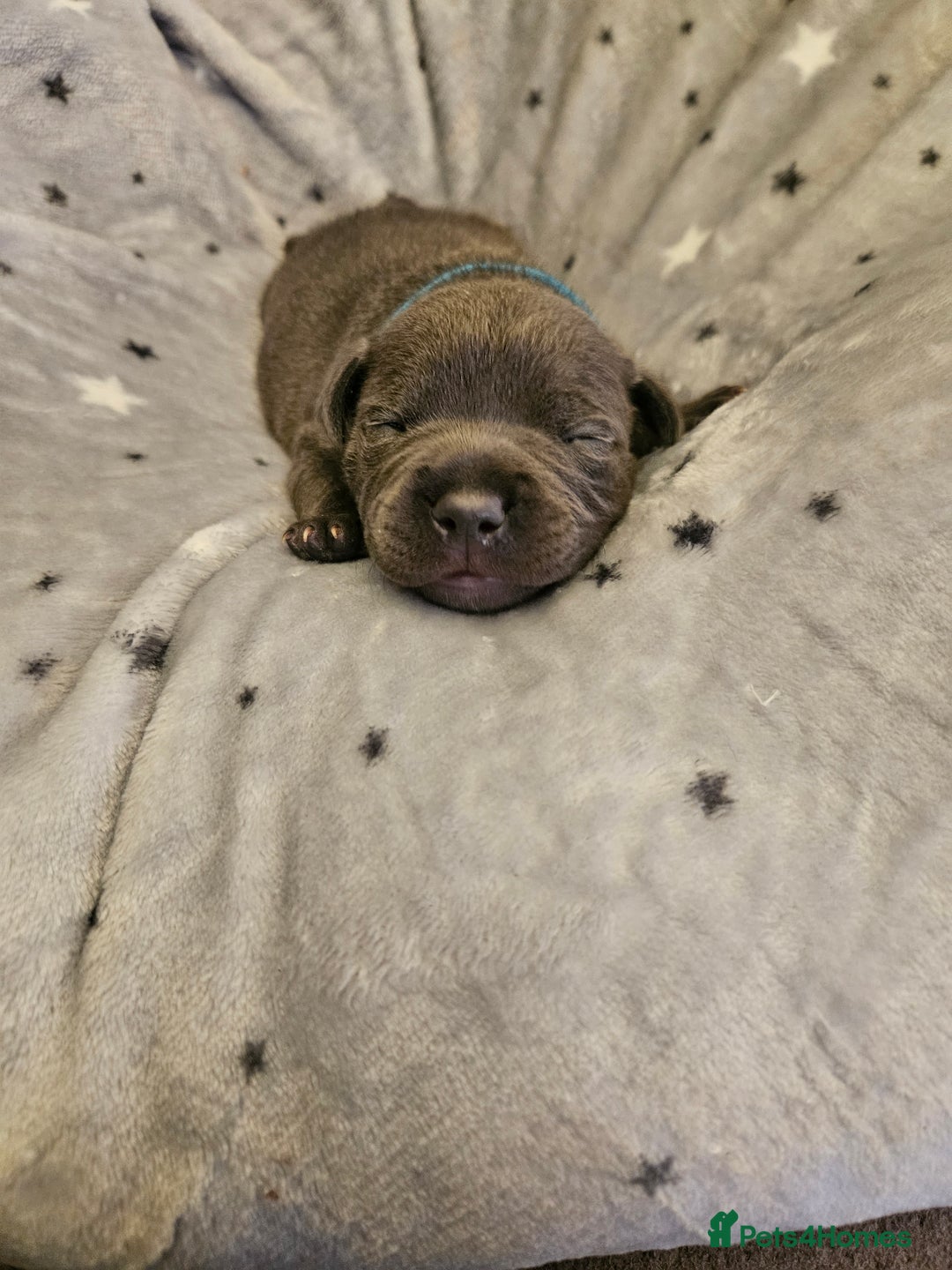 Staffordshire Bull Terrier dogs for sale: Stunning litter of Blue & Black Puppies - Advert 14