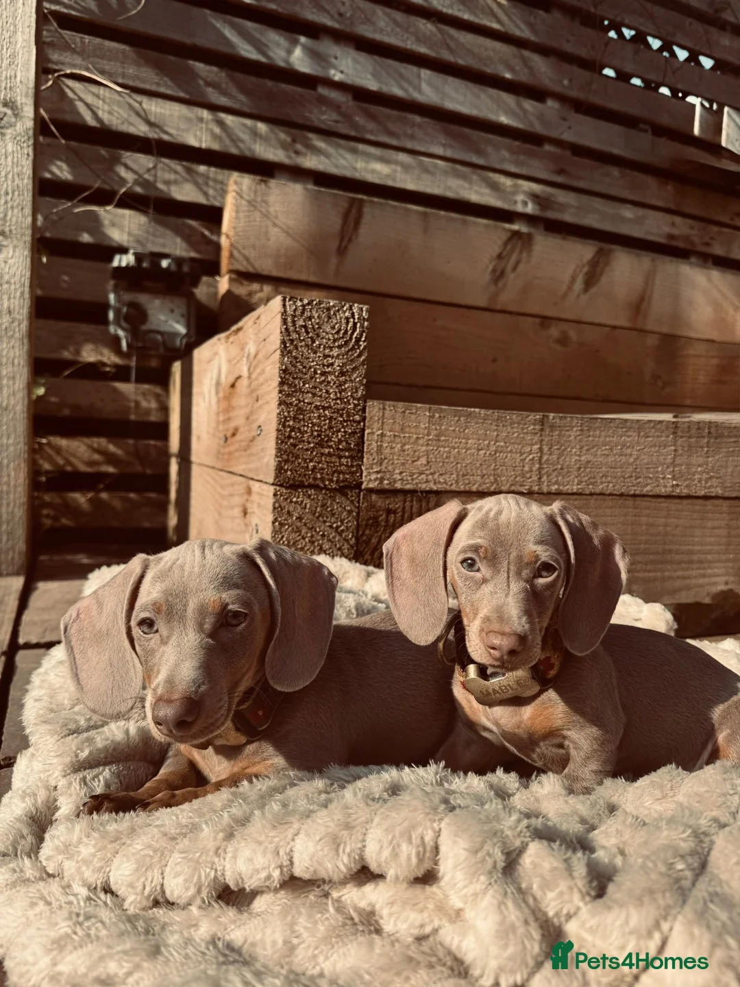Miniature Dachshund dogs for sale: Miniature Dachshund Sisters – Raised With Children in Rochdale - Advert 2