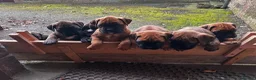 Boxer dogs for sale: Beautiful boxer puppies  in Melrose - Advert 13