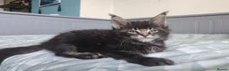 Maine Coon cats for sale: Amazing Maine Coon kittens 😍  - Advert 10