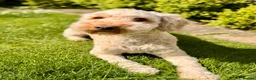 Australian Labradoodle dogs for sale: Gorgeous Australian Labradoodle Girl in Harrogate - Advert 3