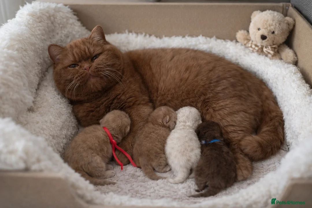 British Shorthair cats for sale: Another Wonderful Litter ❤️ - Advert 1