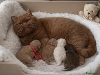 British Shorthair cats Another Wonderful Litter ❤️ - Advert 7