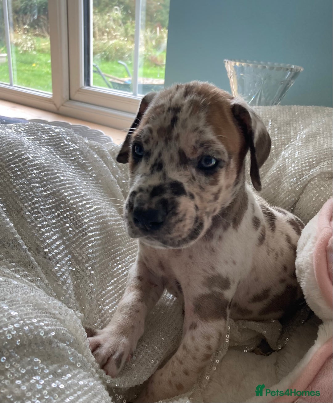 Great Dane dogs for sale: Harlequin pups  - Image 4