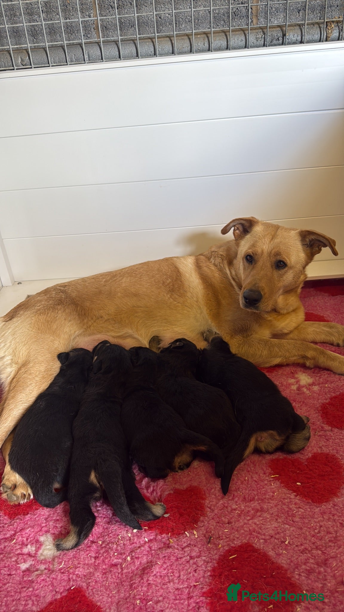 German Shepherd dogs German shepherd puppies.  - Advert 4