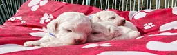 Bichon Frise dogs for sale: Sweet Bichon Frise puppies- Champion Bloodline - Advert 10