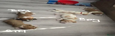 Basset Hound 5