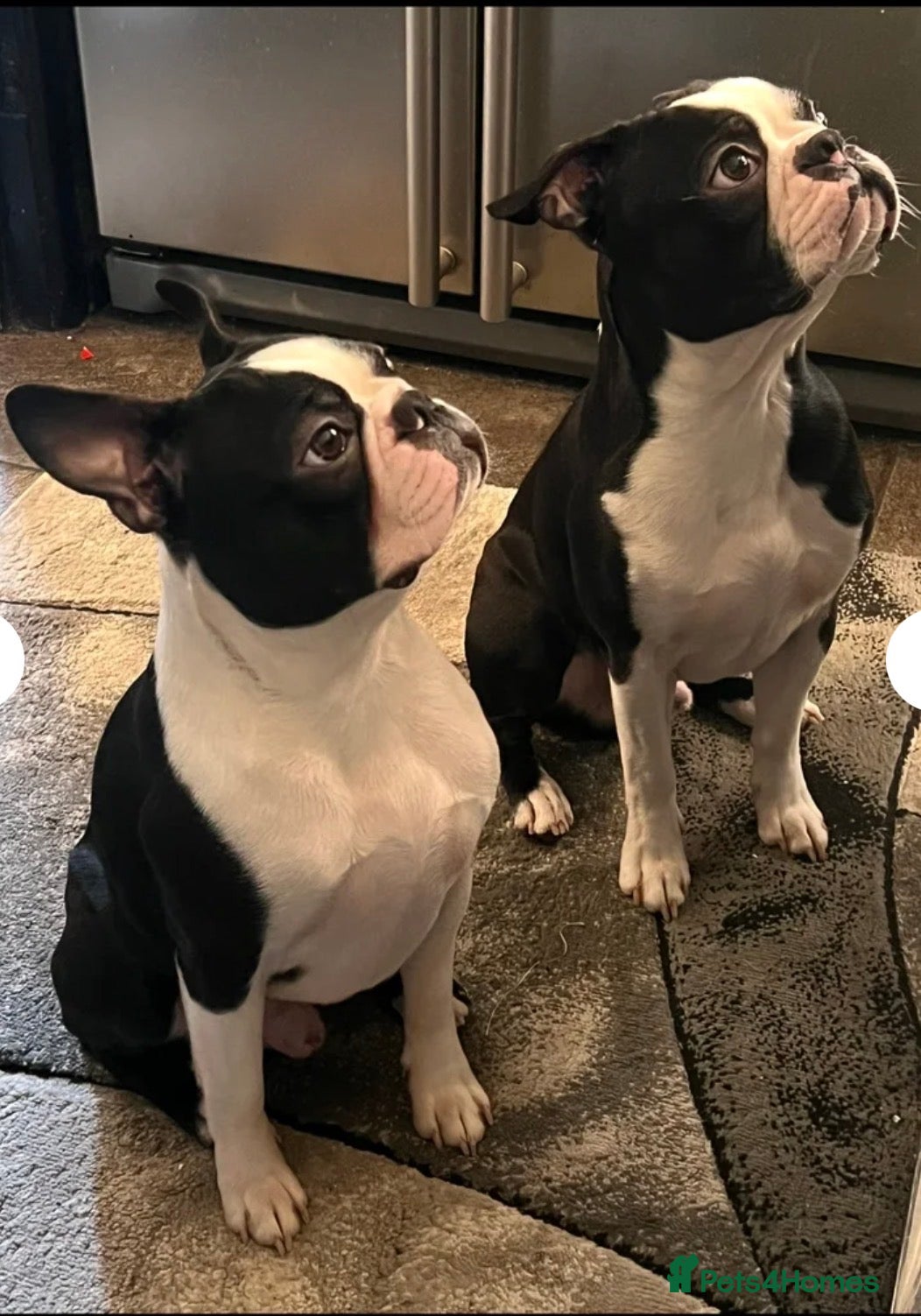 Boston Terrier dogs Kc reg Boston brothers  - Advert 3