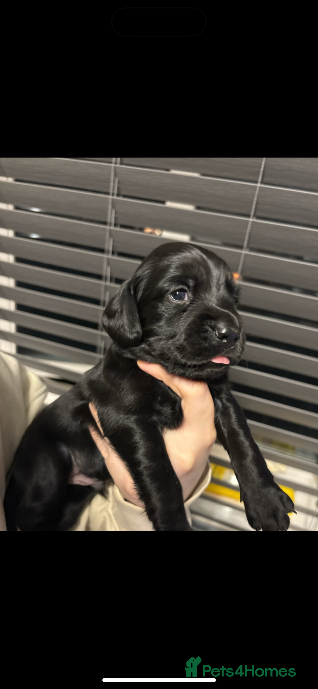 Cockerdor dogs for sale: Last 2 remaining cockerdors   - Advert 2