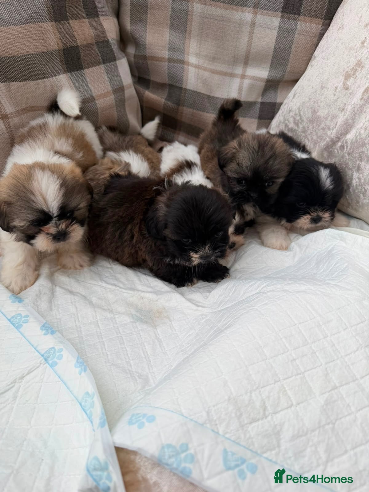 Shih Tzu dogs Shih Tzu pups  - Advert 1