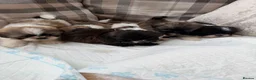 Shih Tzu dogs for sale: Shih Tzu pups  - Advert 1