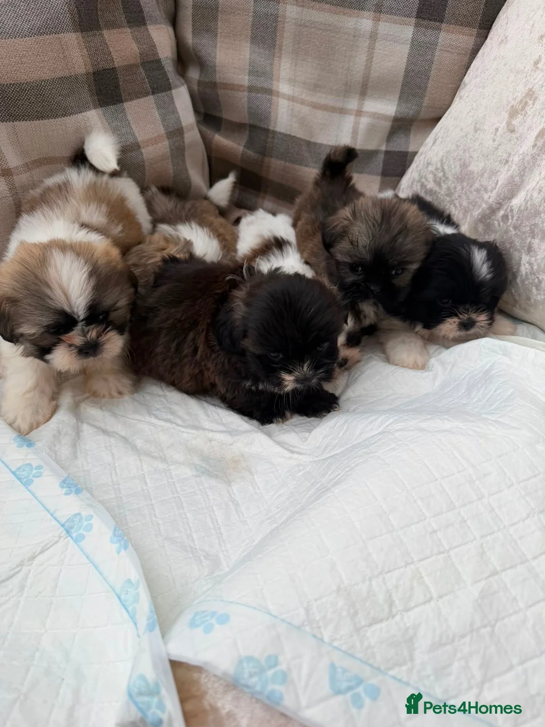 Shih Tzu dogs for sale: Shih Tzu pups  - Advert 1