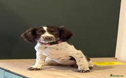 Cocker Spaniel dogs for sale: GORGEOUS WORKING COCKER SPANIEL  - Image 1