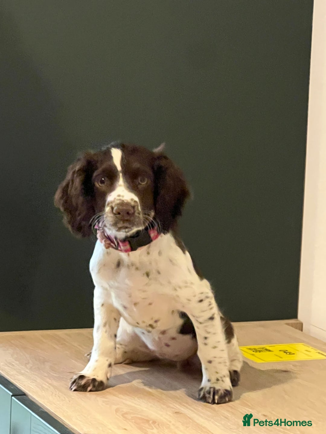 Cocker Spaniel dogs for sale: GORGEOUS WORKING COCKER SPANIEL  - Image 1